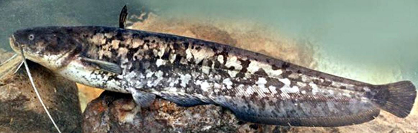 Silurus glanis_03.jpg